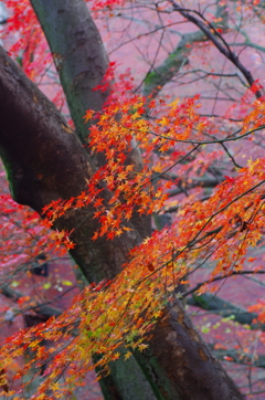名主滝の公園の紅葉