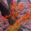 名主滝の公園の紅葉