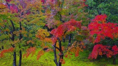ミホミュージアムの紅葉