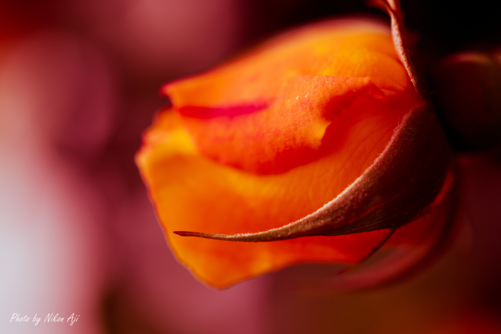 ROSE　GARDEN　『情熱』