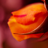 ROSE　GARDEN　『情熱』