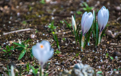 クロッカス