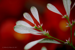 ユーフォルビア