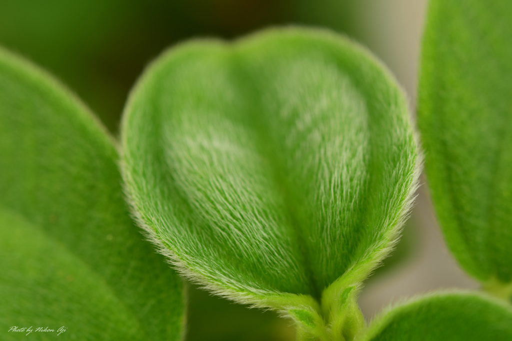 うぶげ　「Lr練習中」