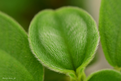 うぶげ　「Lr練習中」