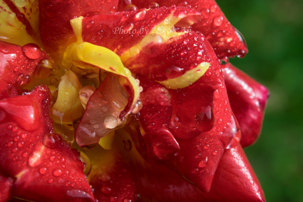Rose