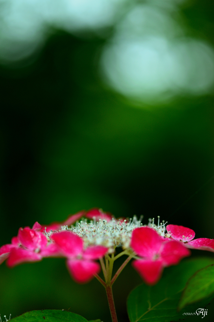 額紫陽花
