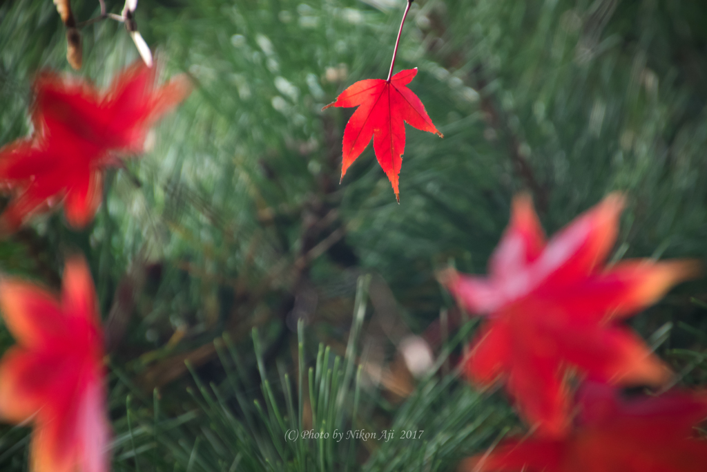 紅葉　フライング