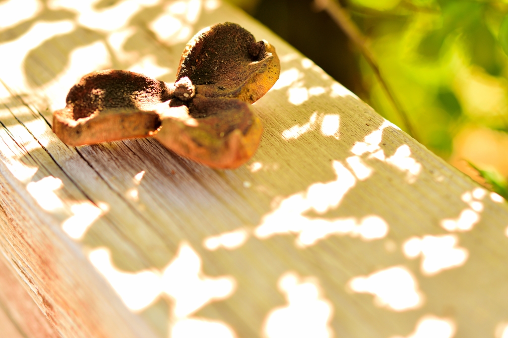 昼下がりのホットする時間