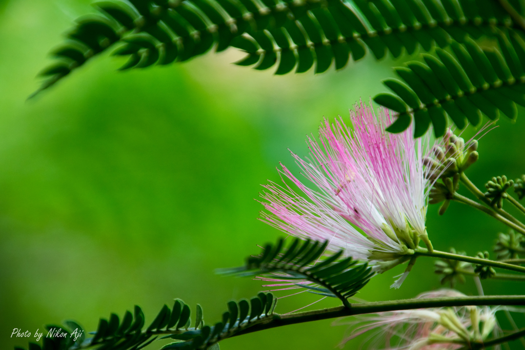 Silk tree