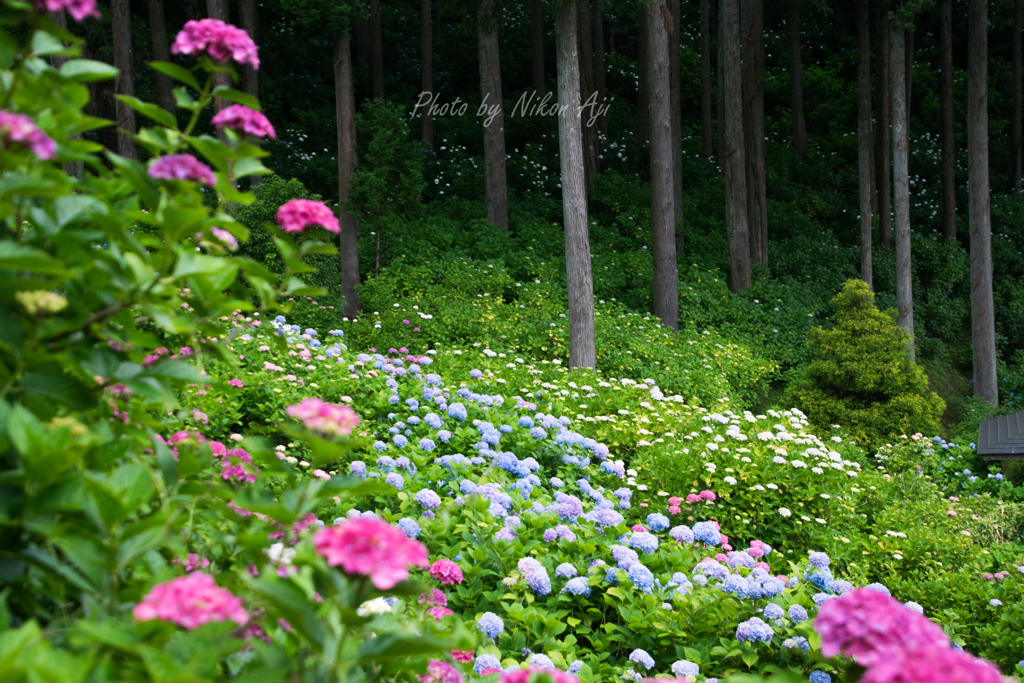 Hydrangea