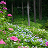 Hydrangea