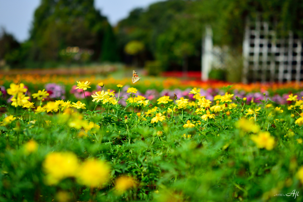 秋の公園