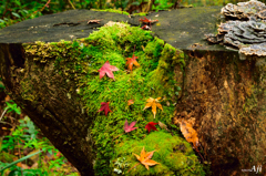 苔と紅葉