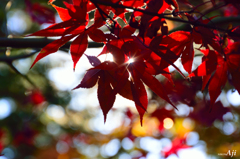 晩秋　紫陽花寺の紅葉