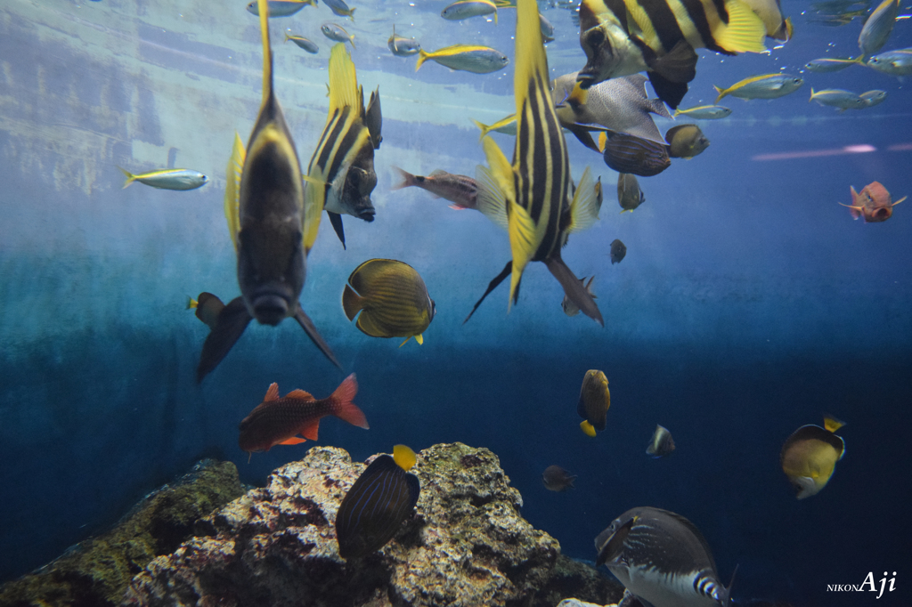 ｼﾙｸｽｸﾘｰﾝの様なﾌﾞﾙｰとｲｴﾛｰ