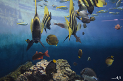 ｼﾙｸｽｸﾘｰﾝの様なﾌﾞﾙｰとｲｴﾛｰ