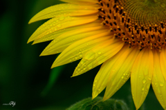 曇りのちゲリラ豪雨、時々ﾋﾟｰｶﾝ