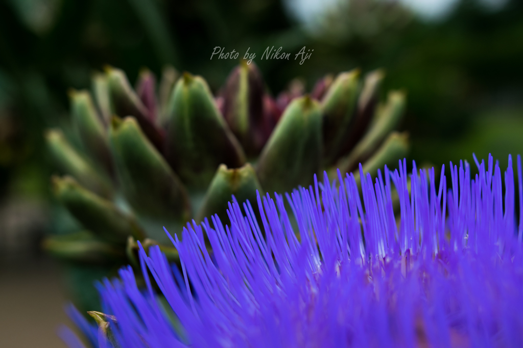 Artichoke