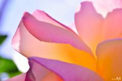 裏薔薇