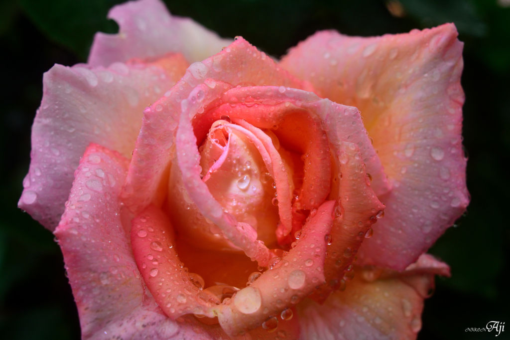 雨の日の薔薇