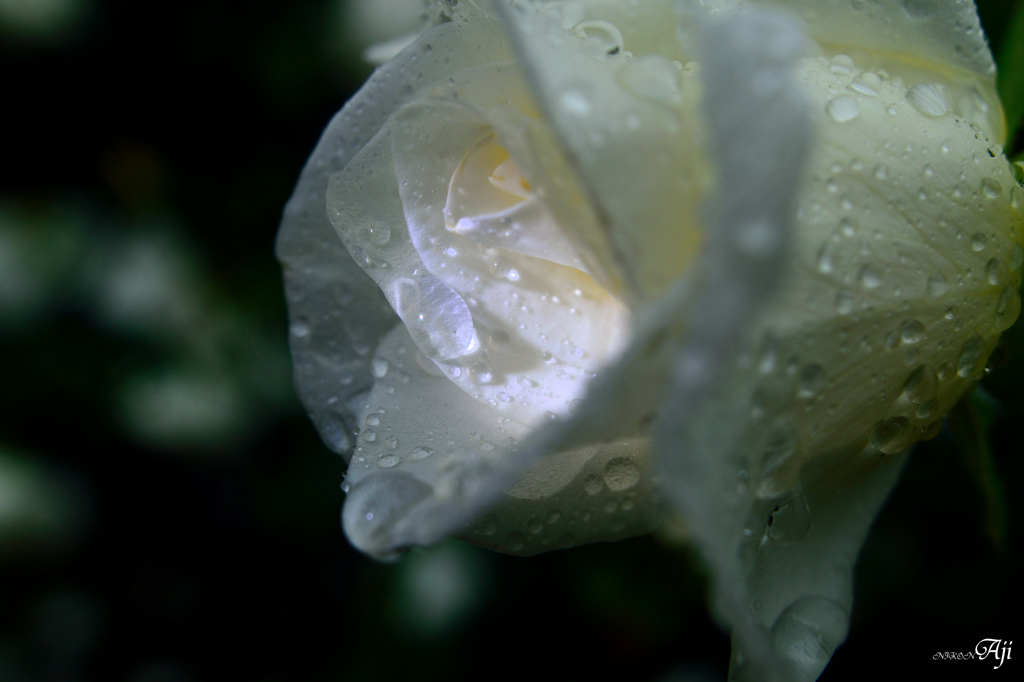雨の日の薔薇
