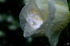 雨の日の薔薇