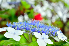 額紫陽花
