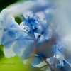 紫陽花