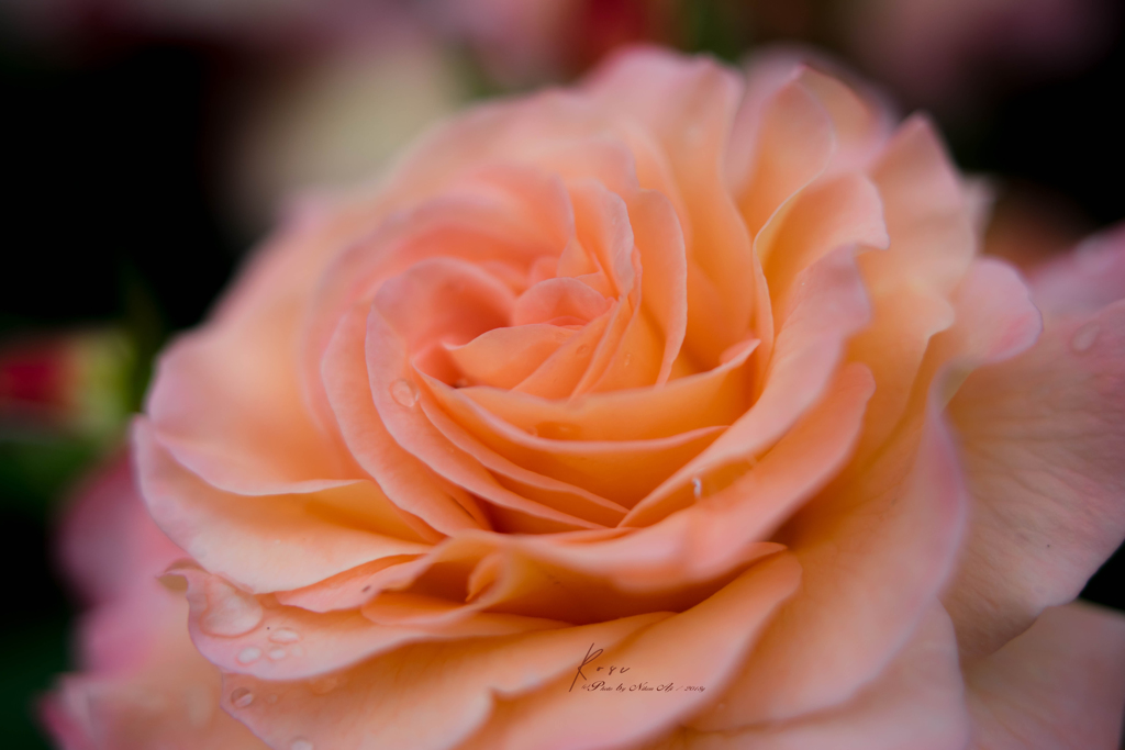 ”Le parfum de rose”