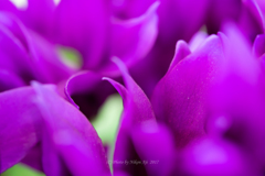 Cyclamen　『江戸ノ青』