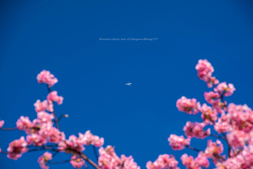 河津桜と飛行機と青空と