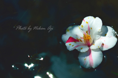 花船