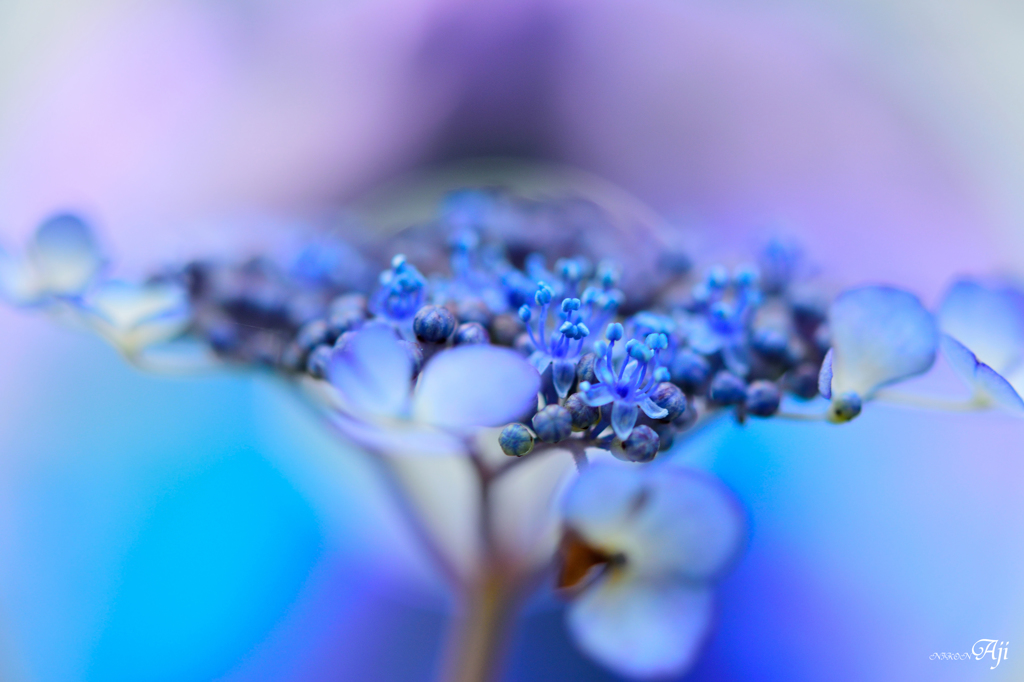 額紫陽花