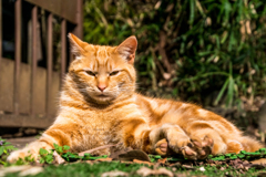 イケ猫