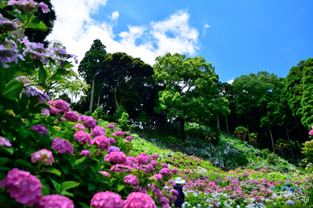 紫陽花屋敷の丘