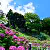 紫陽花屋敷の丘