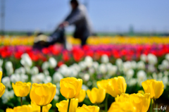 チューリップ