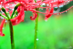土砂降りの日の彼岸花