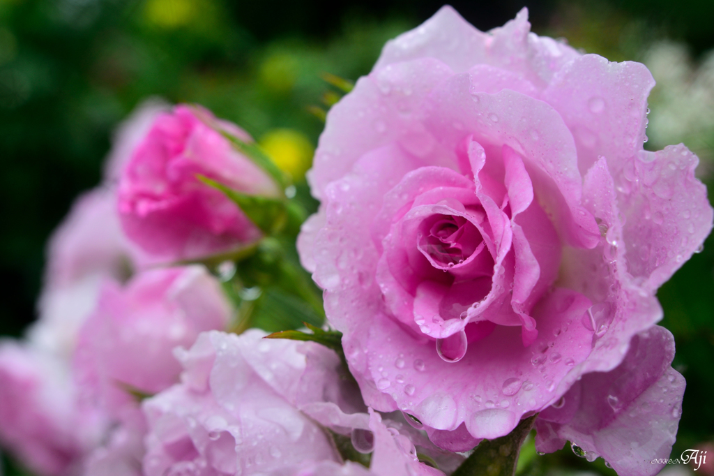 雨の日の薔薇
