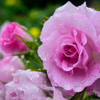 雨の日の薔薇