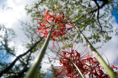 Spider lily ～天高く