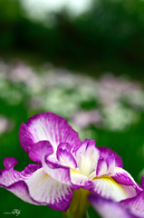 花菖蒲