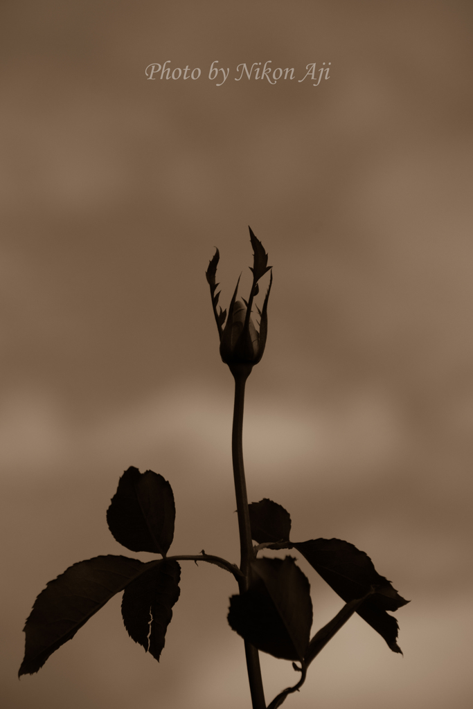 Daemon Rose
