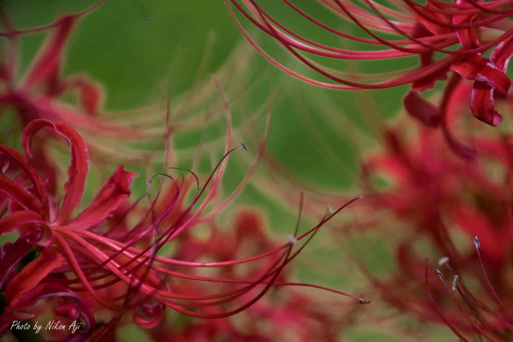 Spider lily ～祭りだわっしょい♪