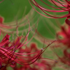 Spider lily ～祭りだわっしょい♪