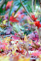 晩秋　本土寺の最後の紅葉
