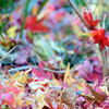 晩秋　本土寺の最後の紅葉