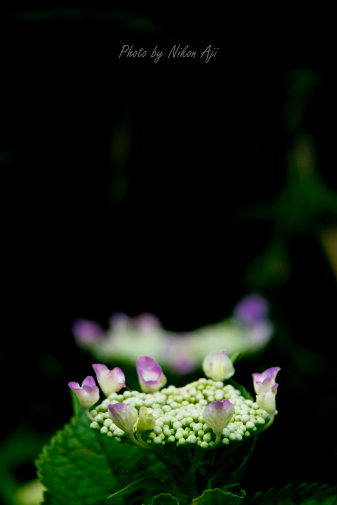 Hydrangea