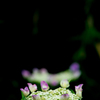 Hydrangea